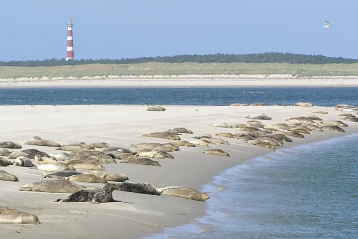 bezoek-de-zeehonden-en-schelpenbank.png